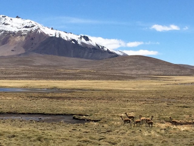 Vicuna