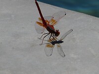 libelle met schaduw.