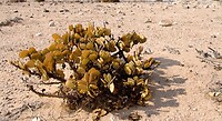 dollarplant