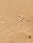 sidewinder