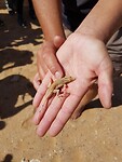 shovel-snouted lizzard