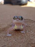 palmato gecko