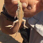 shovel-snouted lizard