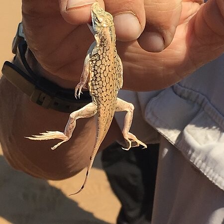 shovel-snouted lizard