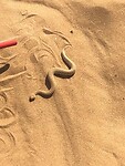 sidewinder 2