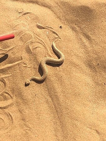 sidewinder 2