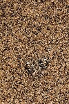 sidewinder