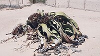 Welwitschia Mirabellis