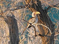 Hornbill vlakbij campingplaats