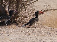 Hornbill paartje