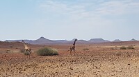 giraffenpaar, kind liep aan de andere kant van de weg