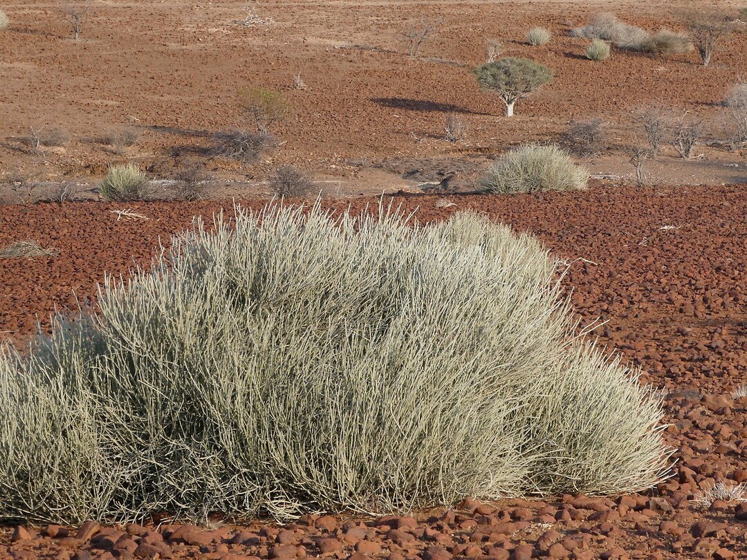 Plant