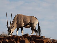mannetjes oryx