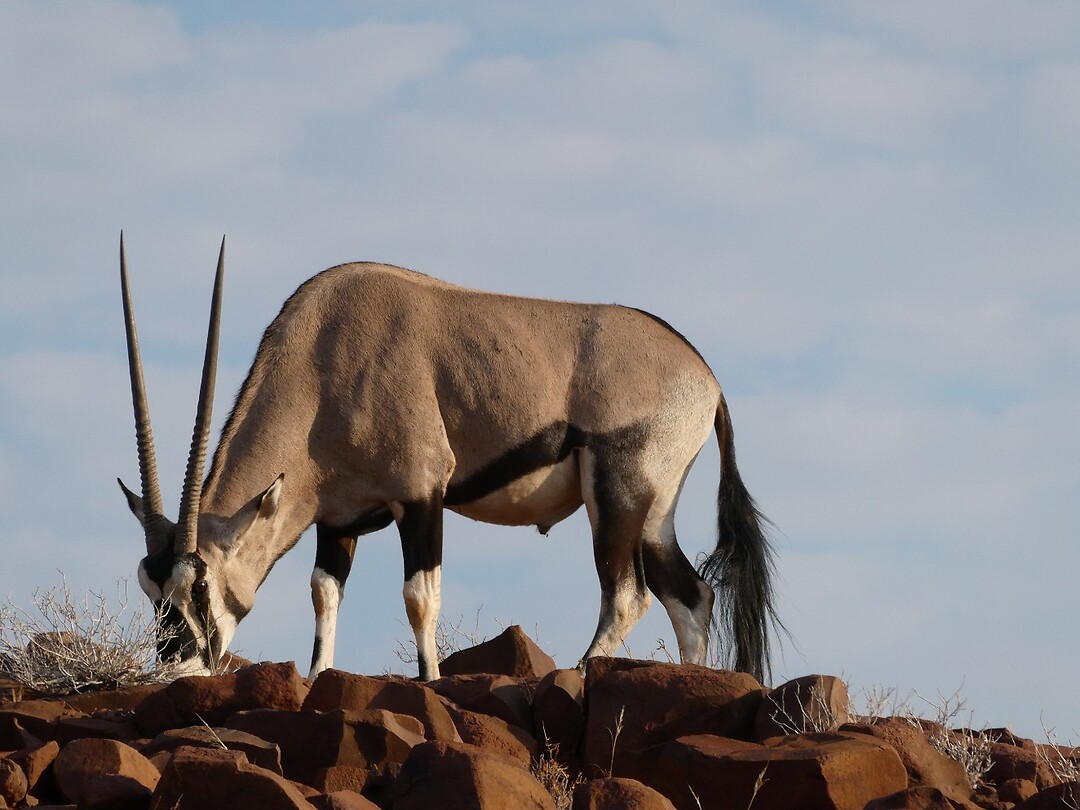 mannetjes oryx