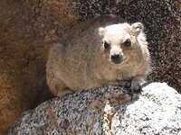 Dassie