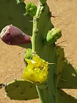cactus met bloem