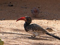 hornbill