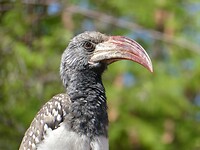 hornbill