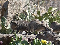 dassies
