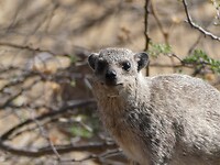 Dassie