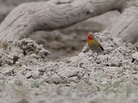 P1020282