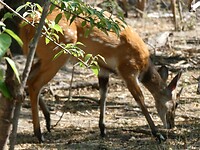 bushbok