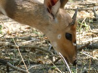buschbok
