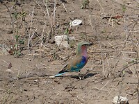 lilac breasted roller