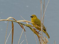 wever vogeltje