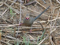red-faced mousebird