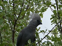go-away bird