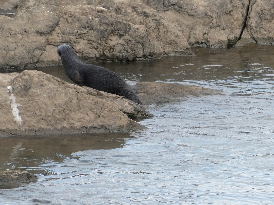 otter