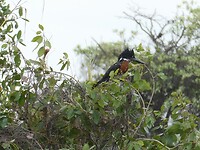 Giant Kingfisher