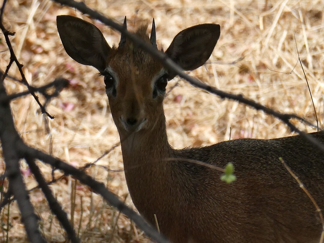 Duiker