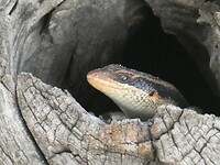hagedis in houtholletje
