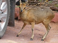 Klipspringer