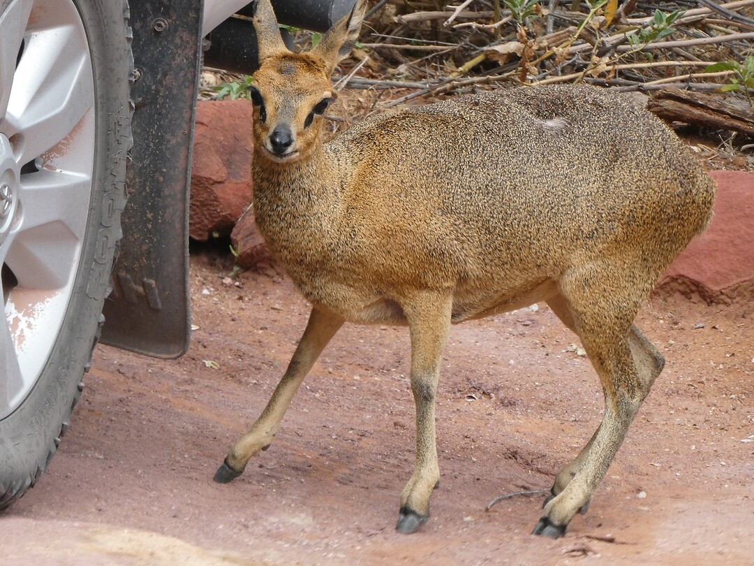Klipspringer