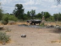 'plastic' witte neushoorn