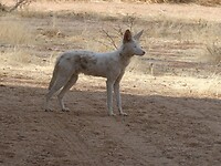 albino jakhals