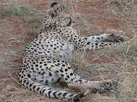 cheeta