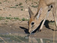 dik-dik