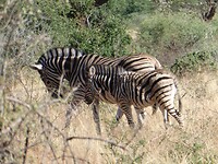 zebra met jong