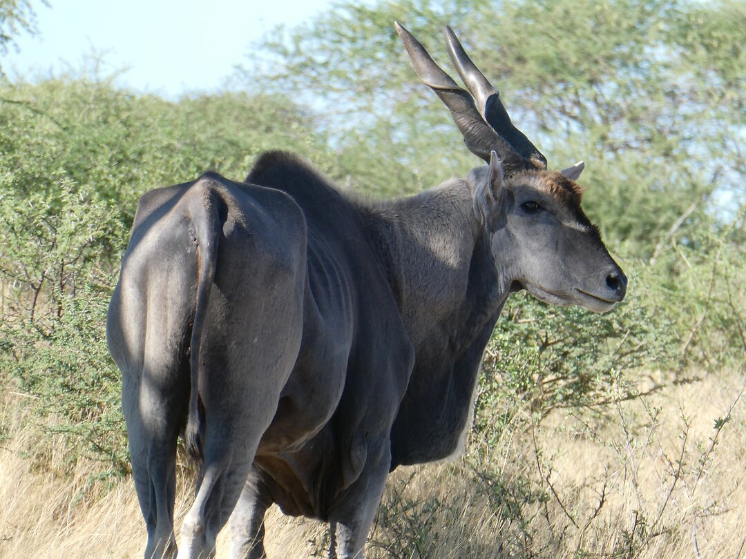 eland