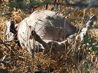 warthog, zijn buit