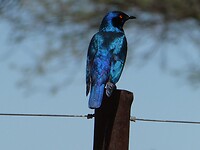 sunbird