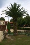 palmboom