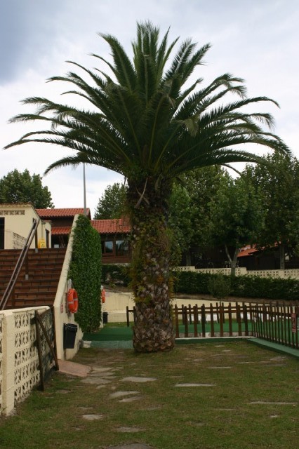 palmboom