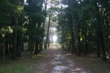 Caminha