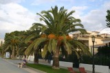 Benicasim