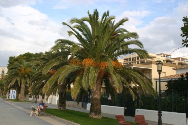 Benicasim